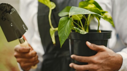 Product image for African Herbalism 301: Farming, Foraging, and Ancestral Agronomy
