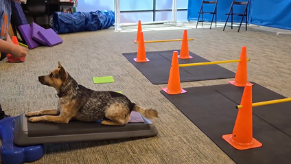 Product image for [2025] Canine Interval Training