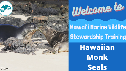 Product image for Hawai'i Marine Wildlife Stewardship Training: Hawaiian Monk Seals