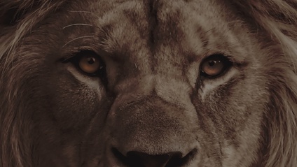 Product image for BOLD AS A LION - An Ancillary Course