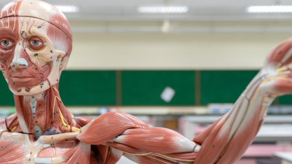 Product image for Lecture Short Course: Fundamentals of Anatomy & Physiology