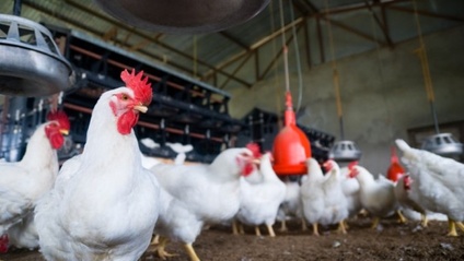 Product image for 2025 Broiler Manager Training