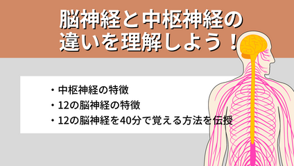 Product image for 【脳神経と中枢神経の違いを理解しよう】