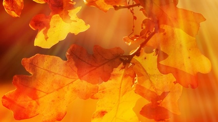 Product image for Autumn Equinox Yoga Teaching Notes & Inspiration