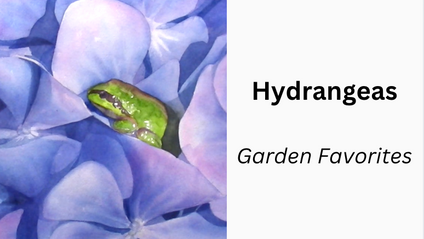 Product image for Frog & Flowers, Hydrangea Workshop Replay