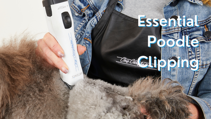 Product image for Essential Poodle Clipping