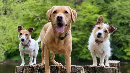 Product image for Detector Dog School Membership