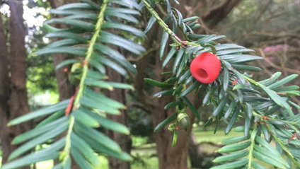 Product image for Myth and Magic of The Trees of Ireland-Yew