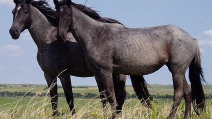 Product image for Horse and Human Wellness Workshops