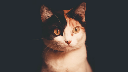 Product image for NestJS Authentication and Authorization