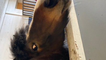 Product image for Equine Therapist