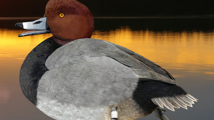 Product image for Rockin’ Red on Reeds