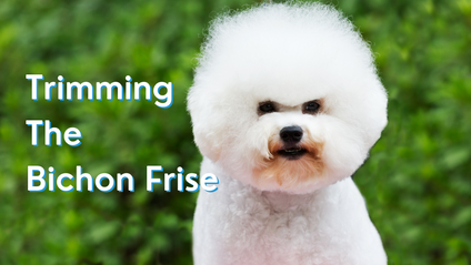 Product image for Trimming the Bichon Frise