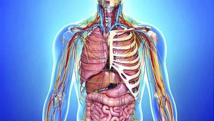 Product image for Anatomy & Physiology Level 4