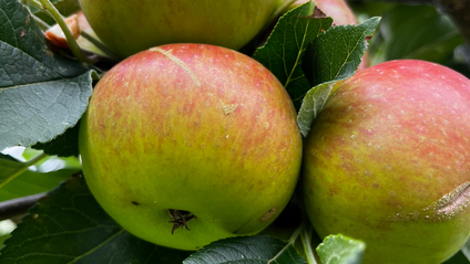 Product image for Myth and Magic of The Trees of Ireland-Apple