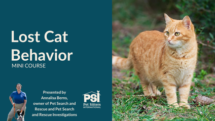 Product image for Mini Course: Lost Cat Behavior