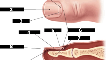 Product image for Toe Anatomy 