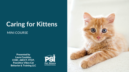 Product image for Mini Course: Caring for Kittens