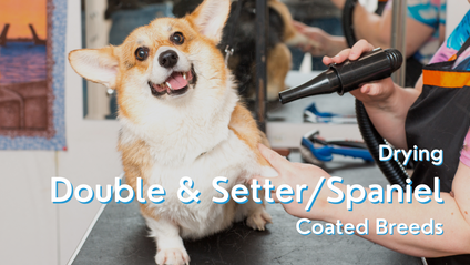 Product image for Drying Double and Setter/Spaniel Coated Breeds