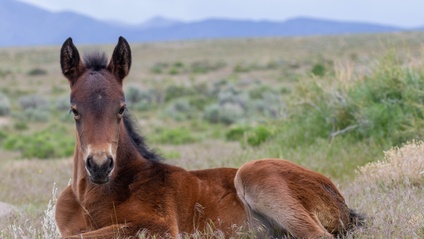 Product image for F-Balance® e-Book - "Returning to the essence of equine podiatry"