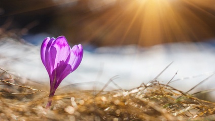 Product image for Imbolc Yoga Resources for Teachers