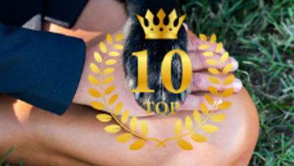 Product image for Top 10 Reasons to Start a Dog Boarding Business