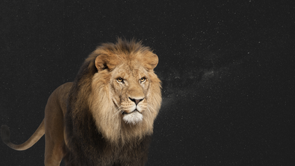 Product image for Le Lion