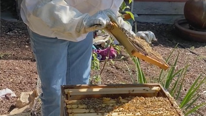 Product image for Bee Hive Inspection Class