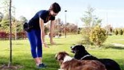 Product image for Professional Dog Training 