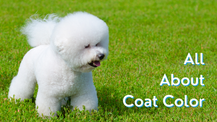 Product image for All About Coat Color