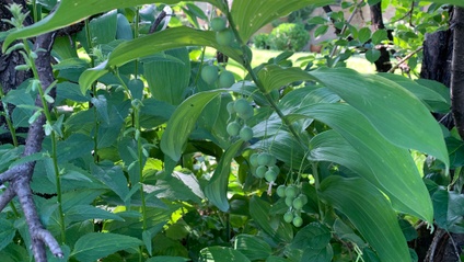 Product image for Common and Available Herbs for the Muscular Skeletal System