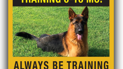 Product image for Turn Your Older UNTRAINED Puppy Into a CHAMPION...