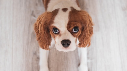 Product image for Puppy Prep Program