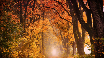 Product image for Return to Your Natural Colours: True Autumn (3rd Ed.)