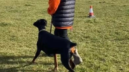 Product image for LOOSE LEAD WALKING MASTERCLASS