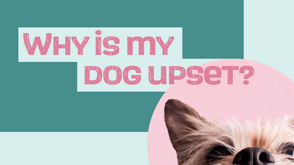 Product image for Why is my dog upset?