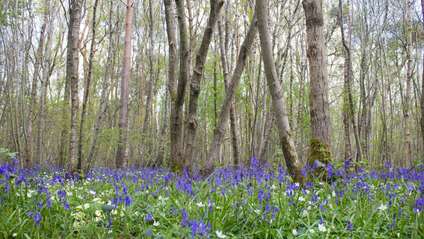 Product image for Return to Your Natural Colours: Light Spring (3rd Ed.)