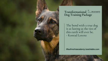 Product image for 7-Week Transformational Dog Training Package