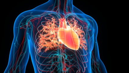 Product image for Evaluation and Management of Cardiovascular Disease