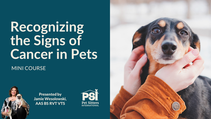 Product image for Mini Course: Recognizing the Signs of Cancer in Pets