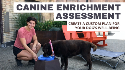 Product image for Canine Enrichment Personalized Assessment + Plan