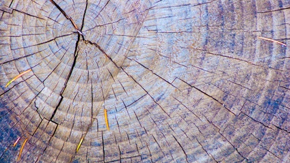 Product image for Individuation 