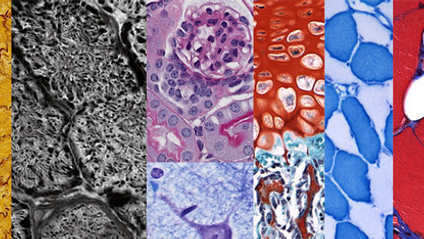 Product image for Lecture Short Course: Anatomy & Physiology - Histology