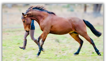 Product image for Motivating Horses - Without Force and Beyond Treats