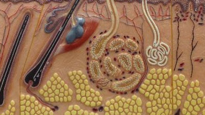 Product image for Lecture Short Course: Anatomy & Physiology - Integument System