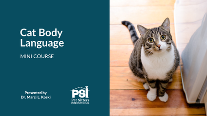 Product image for Mini Course: Cat Body Language