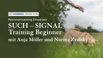 Product image for Retrievertraining EINWEISEN | Such-Signal Training Beginner