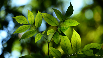 Product image for Nature-Based Therapy Groups - an Overview of Development and Implementation