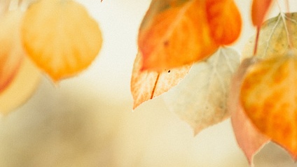 Product image for Autumn Magic: The Wisdom of Waning