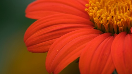 Product image for Creative Color Techniques for Photographers